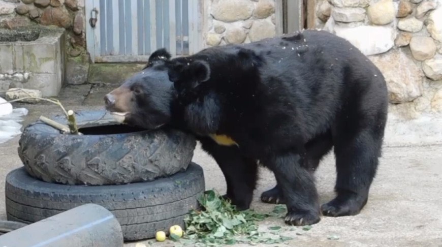Медведь зоопарк Гродно