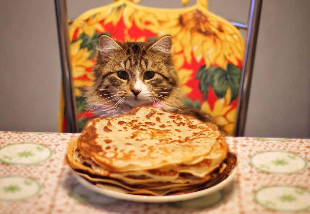 «Не все коту масленица». Ветеринар рассказала, можно ли животным есть блины