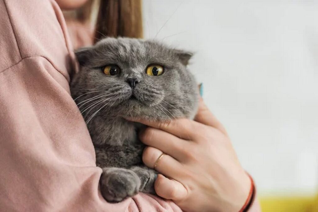 Минчанка отсудила почти 2 тыс. у ветклиники: ее коту некачественно провели операцию