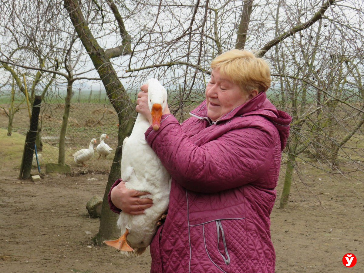 Закатки, рассада и 28 уток. Как вернуться в деревню, прожив сорок лет в  Минске - Минская правда