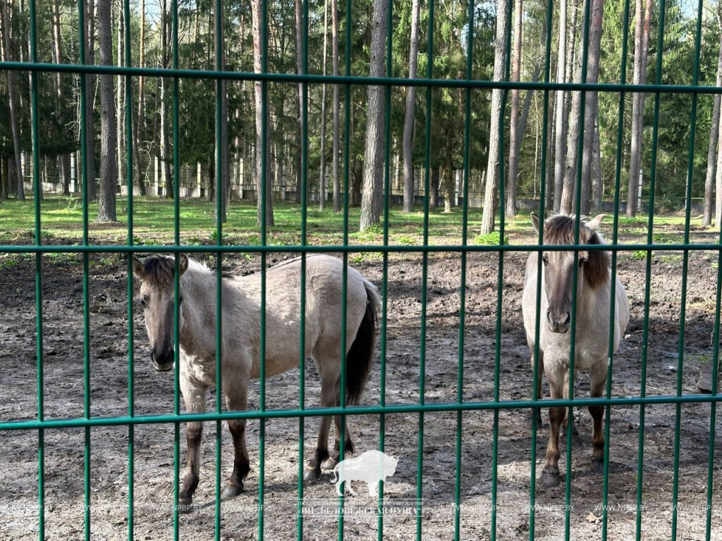 Тарпановидные лошади