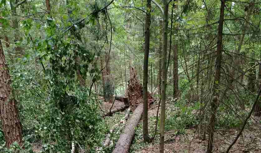 На вальщика леса в Свислочском районе упало дерево. Мужчина погиб