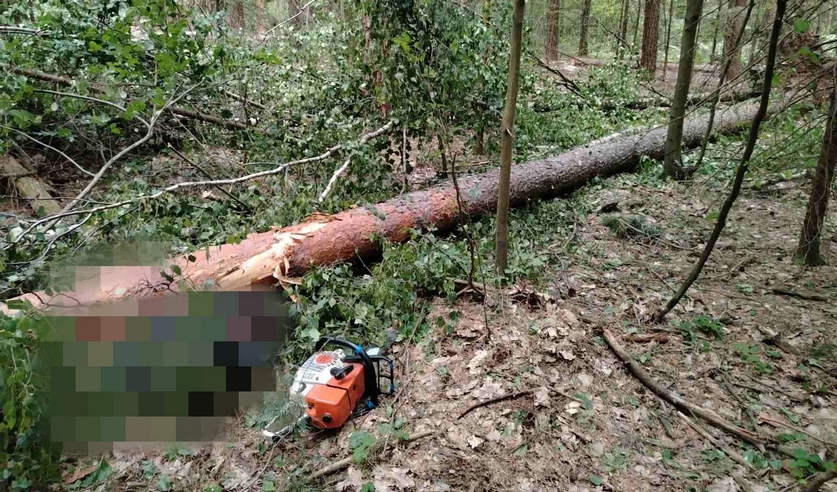 На вальщика леса в Свислочском районе упало дерево. Мужчина погиб