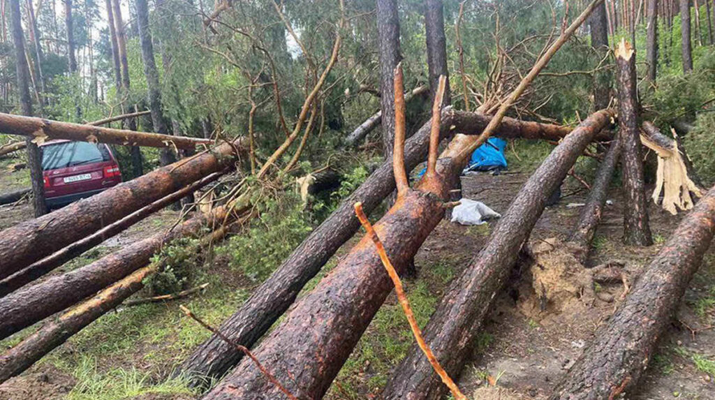 дерево повалено в Гродненской области