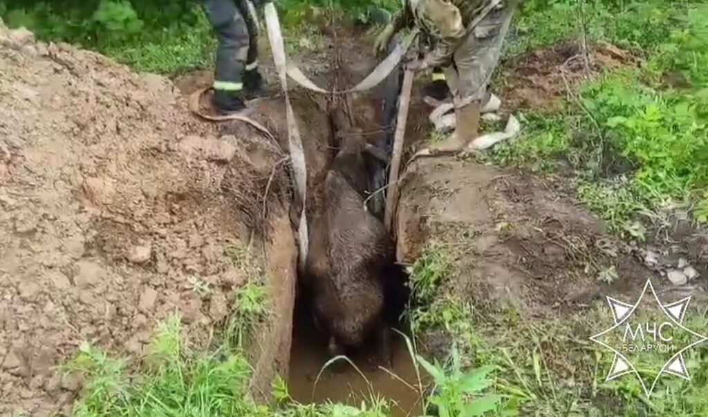 В Витебской области работники МЧС помогли лосю, провалившемуся в яму  