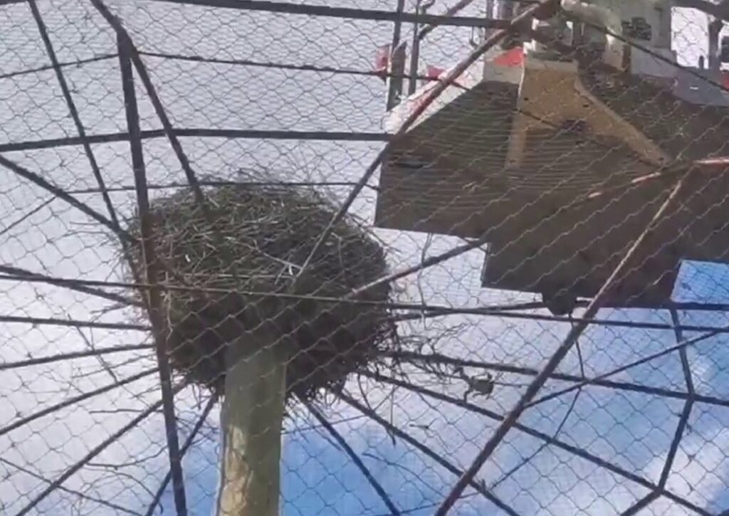 Трогательное спасение аистенка в Минском зоопарке попало на видео