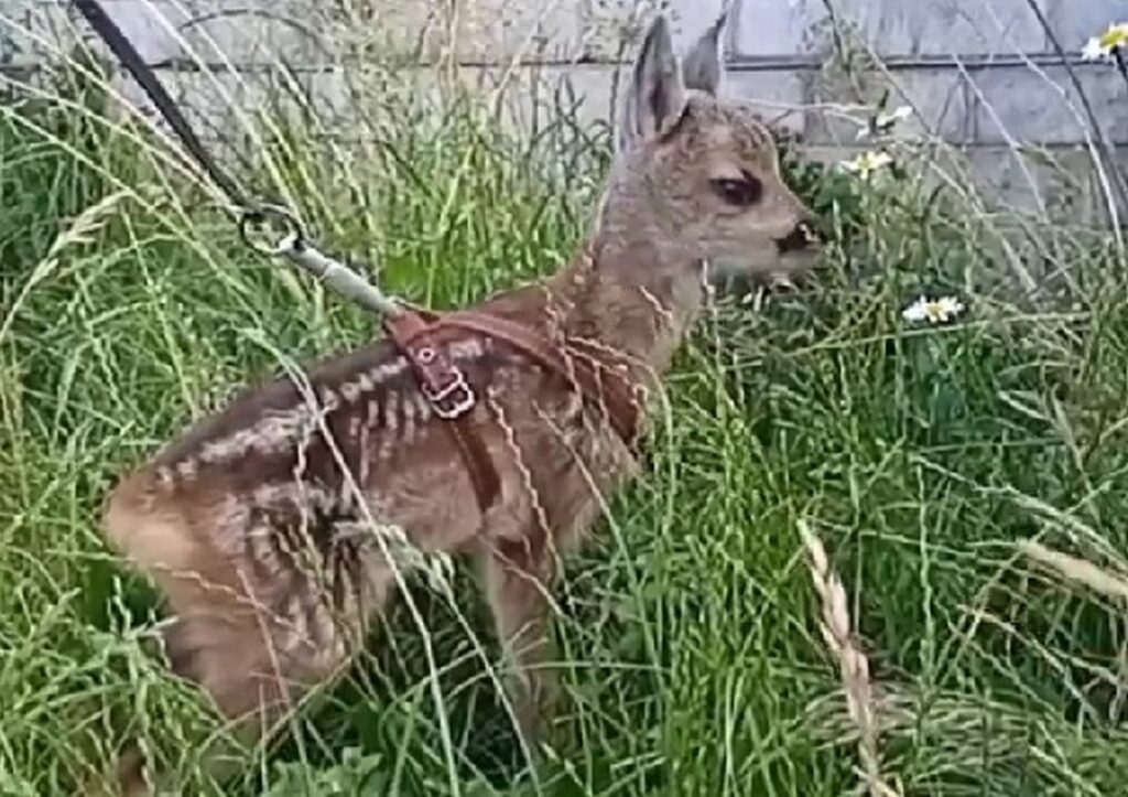 В Гродненском зоопарке рассказали о спасенной косуле Молли