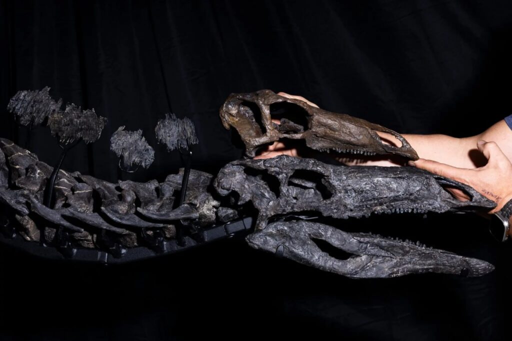 скелет стегозавра Апекс