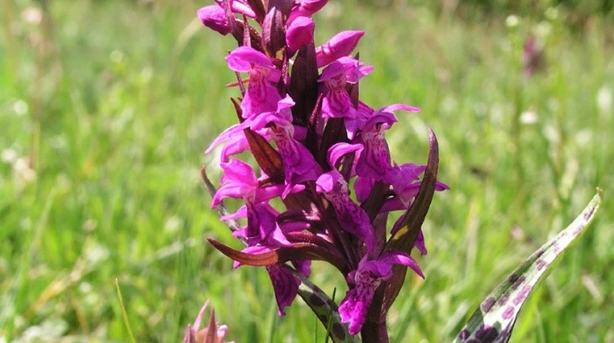 орхидея дикая Беларусь