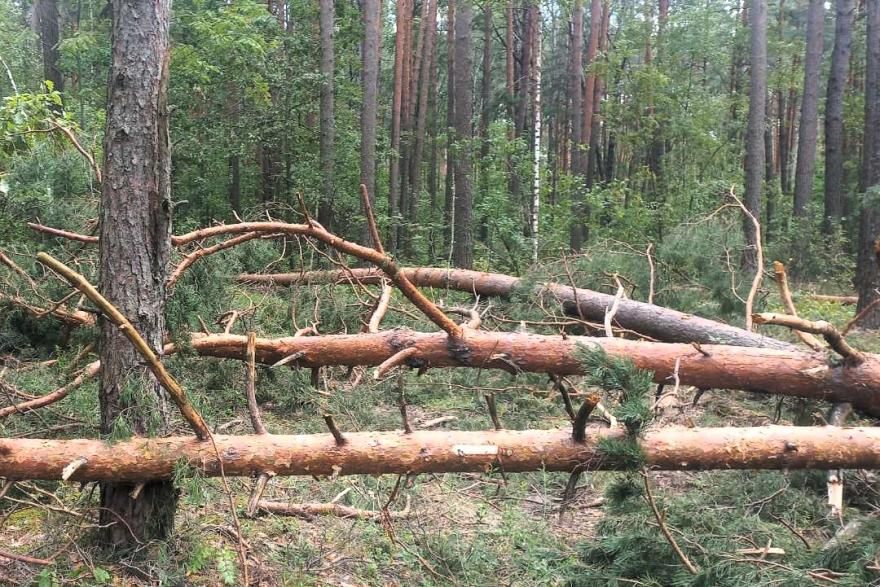 устранение буреломов