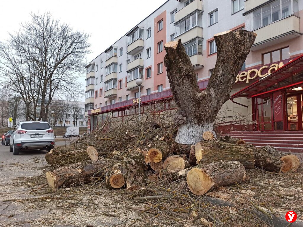 спиленное дерево