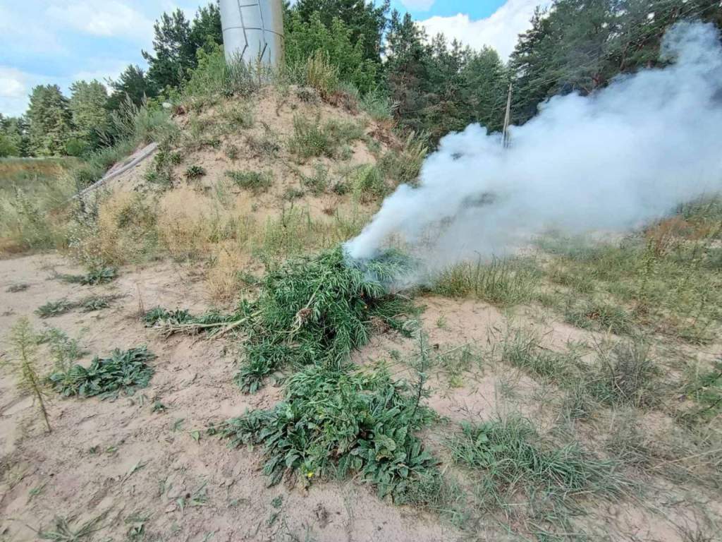 более 200 кг наркосырья уничтожено в Гродненской области