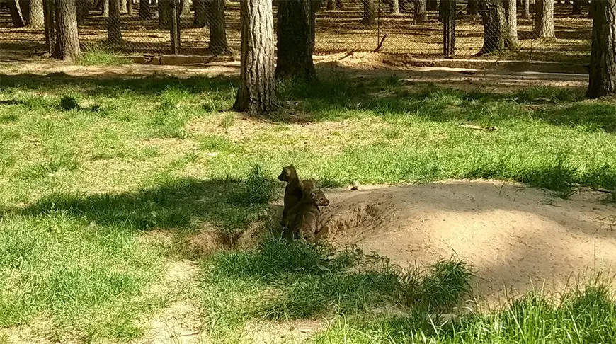 Волчата