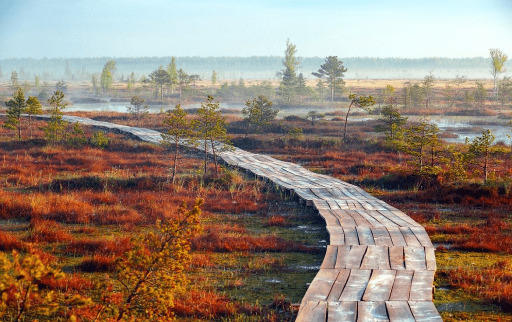 Болото Ельня