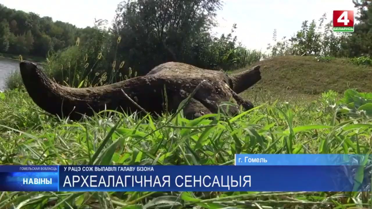 Череп бизона нашли на дне реки Сож