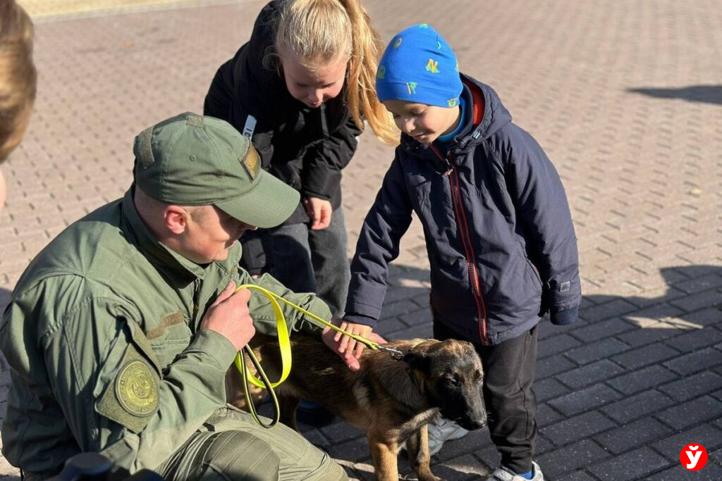 бельгийская овчарка в Молодечно