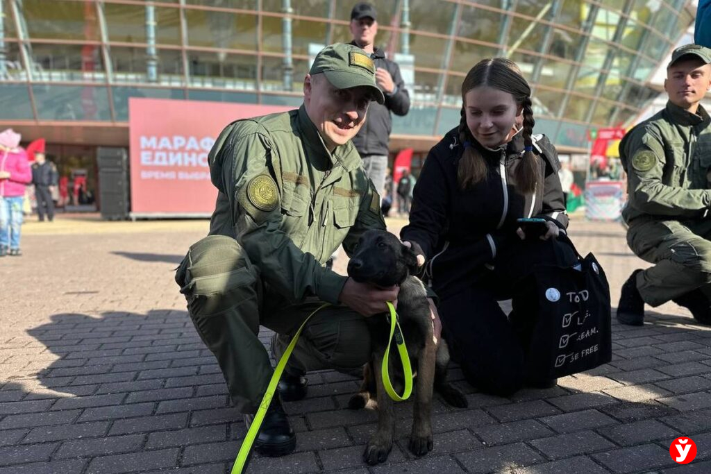 бельгийская овчарка в Молодечно