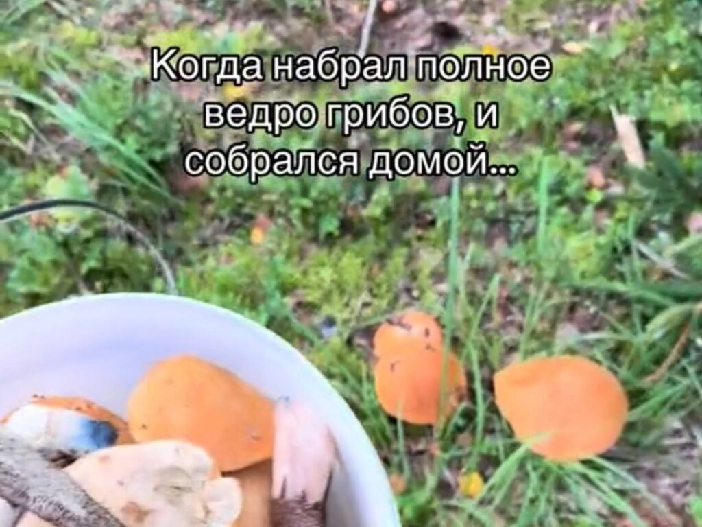 грибы