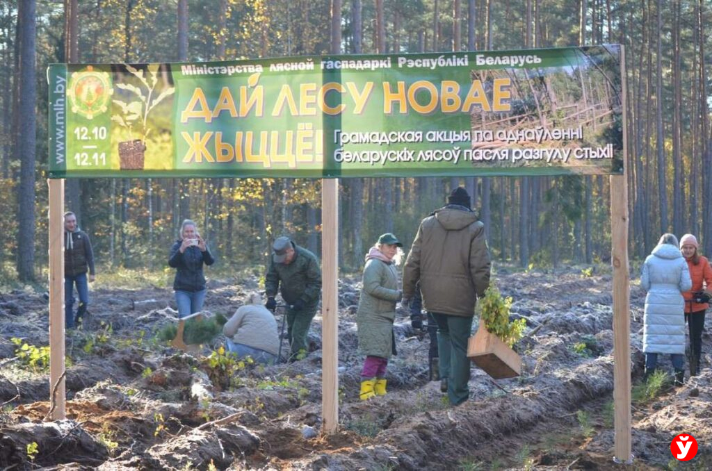 Крупки, восстановление лесов