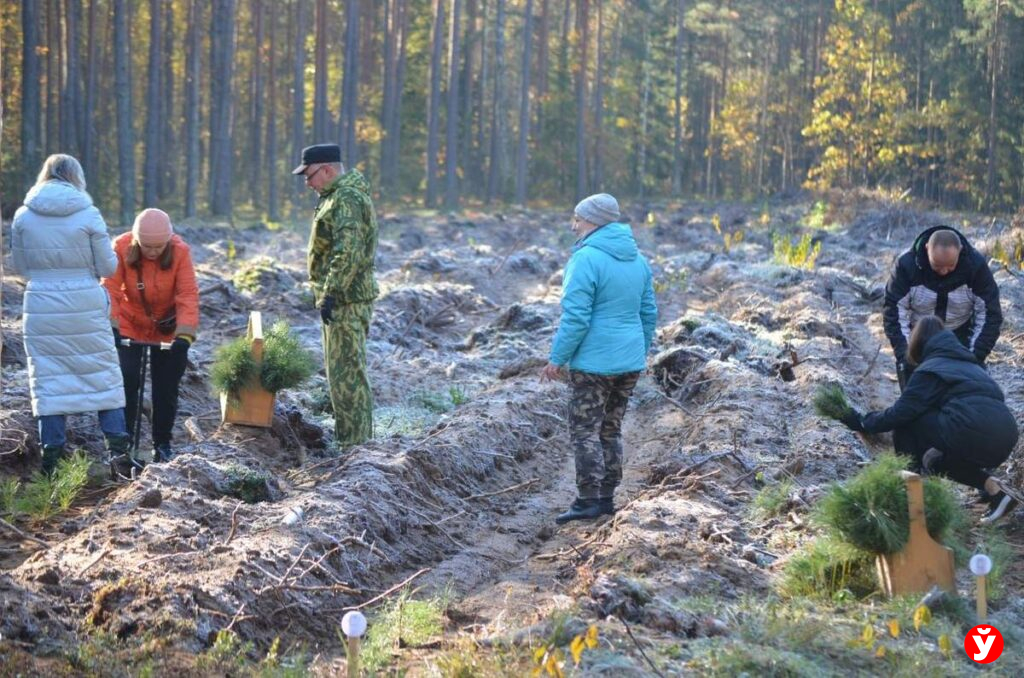 Крупки, восстановление лесов