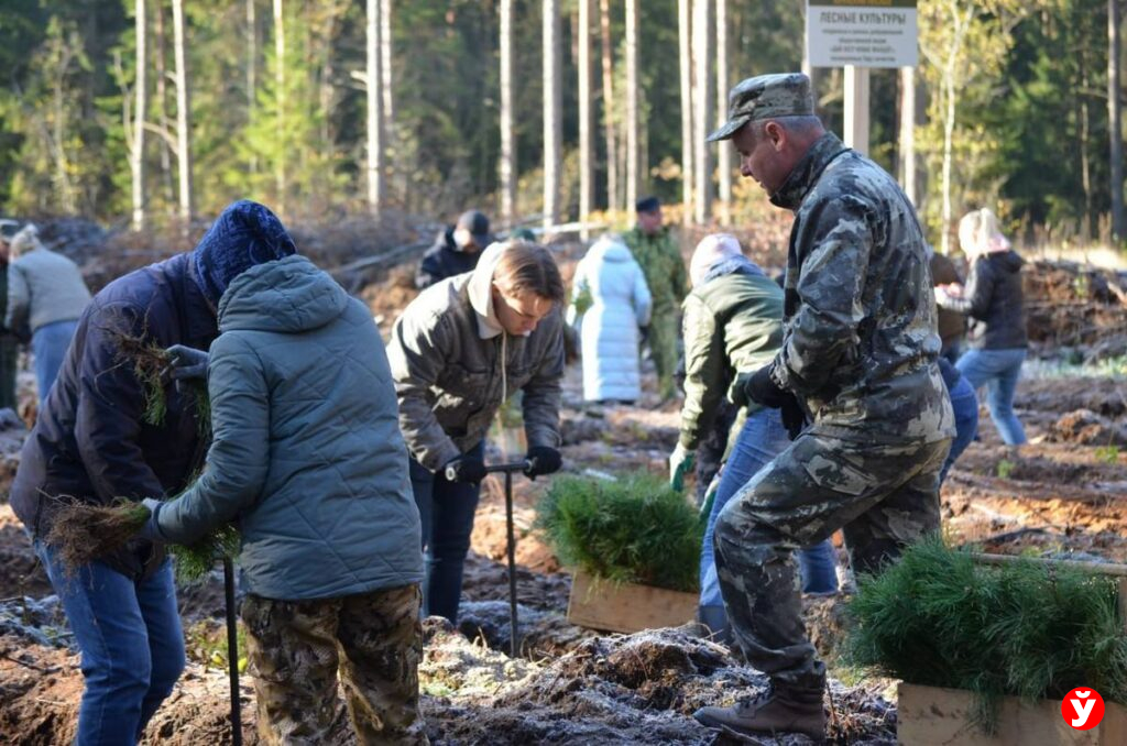 Крупки, восстановление лесов