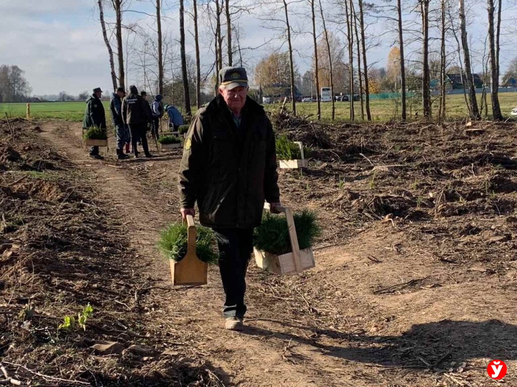 Крупский район, дадим лесу новае жыцце