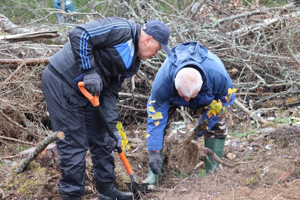 Спасатели Минщины высадили в Логойском районе более 12 тысяч деревьев