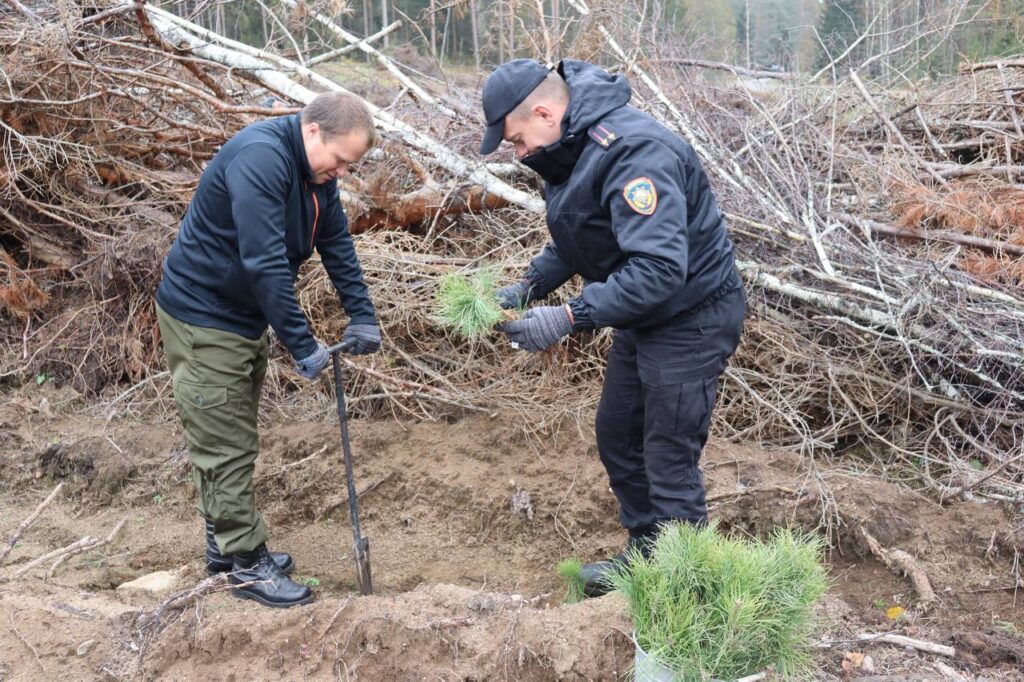 Спасатели Минщины высадили в Логойском районе более 12 тысяч деревьев