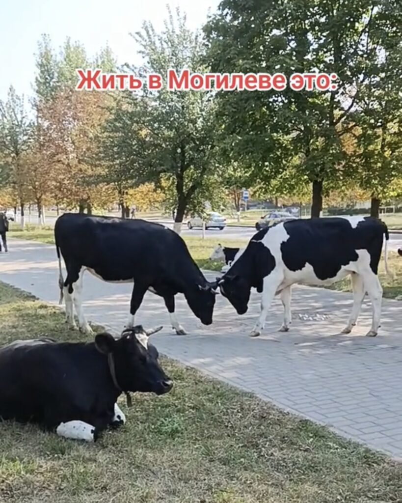 коровы могилев