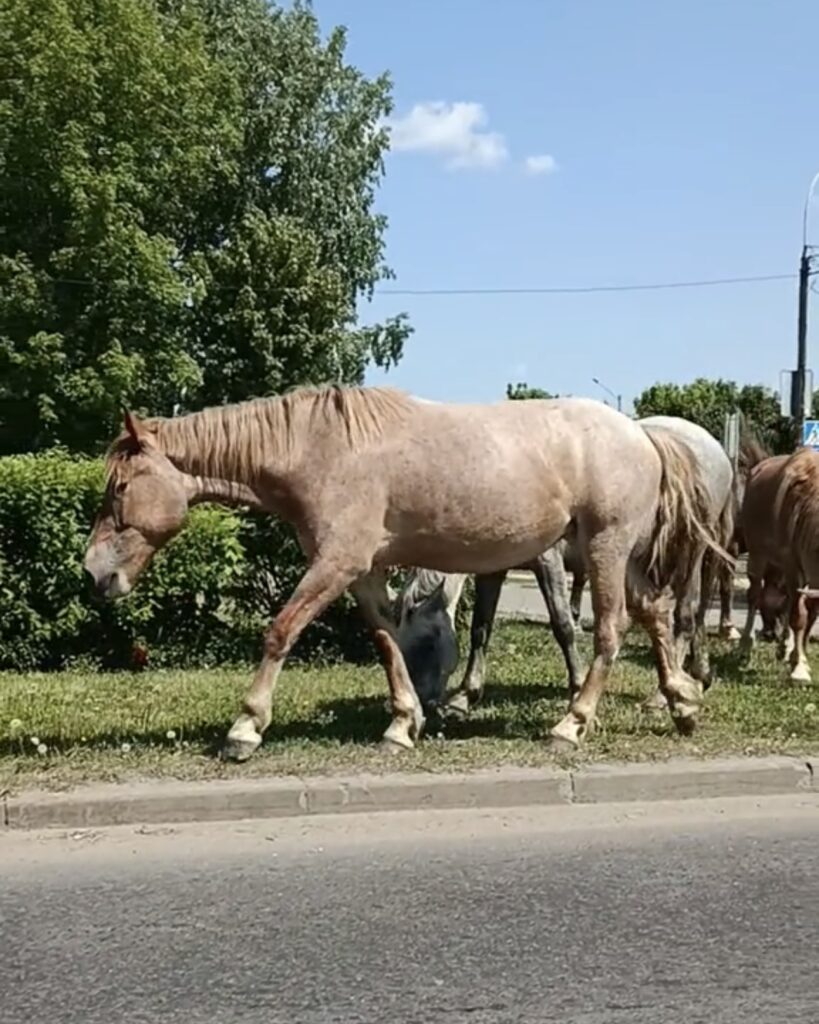 кони лошади