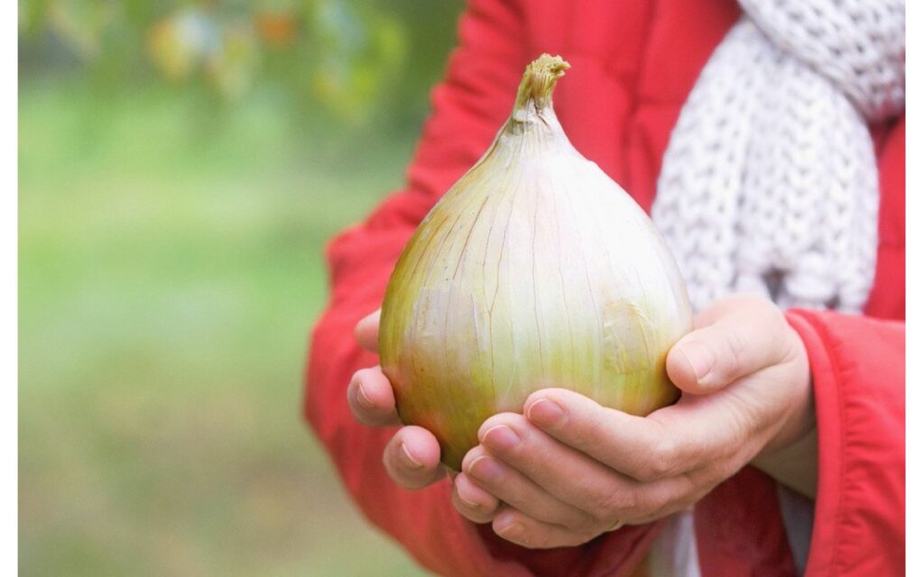 Лук