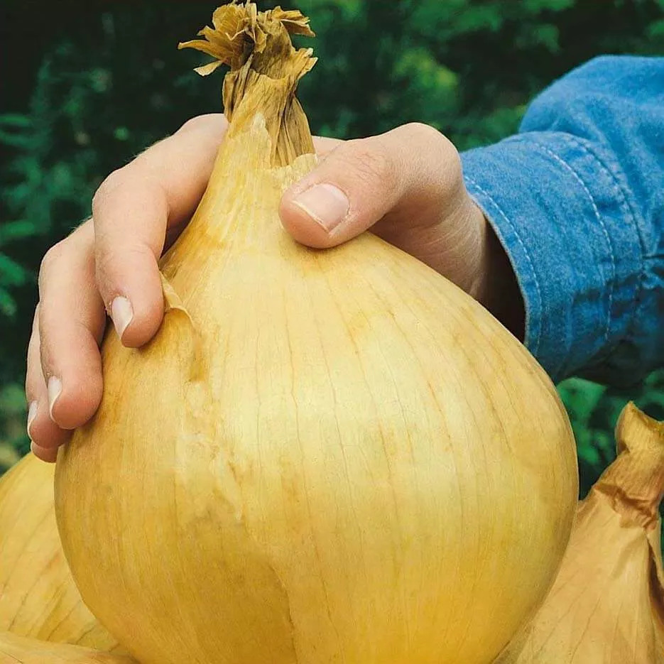 Лук
