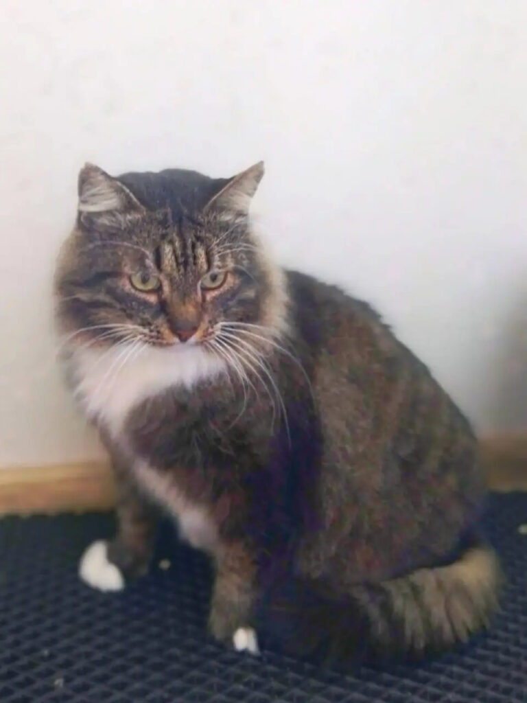кот
