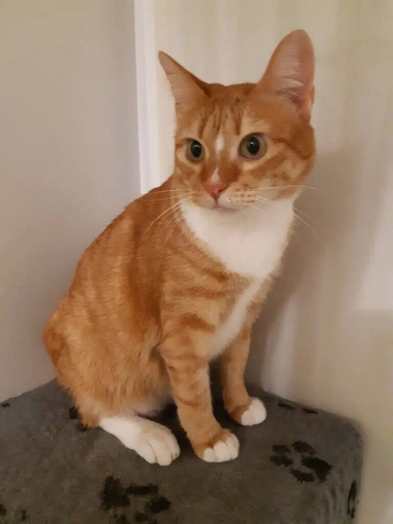 кот