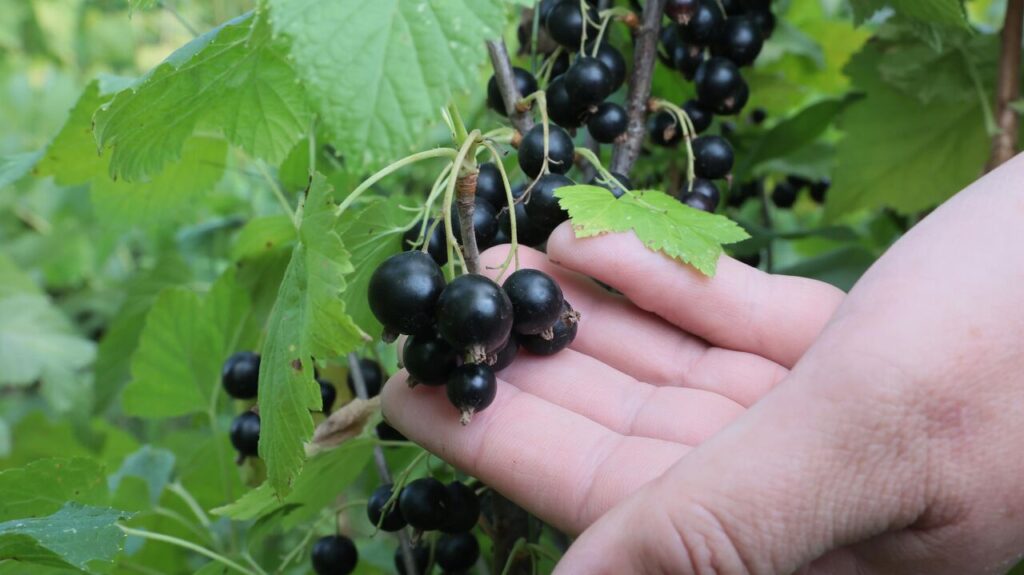 Черная смородина зимой: заготовка черенков