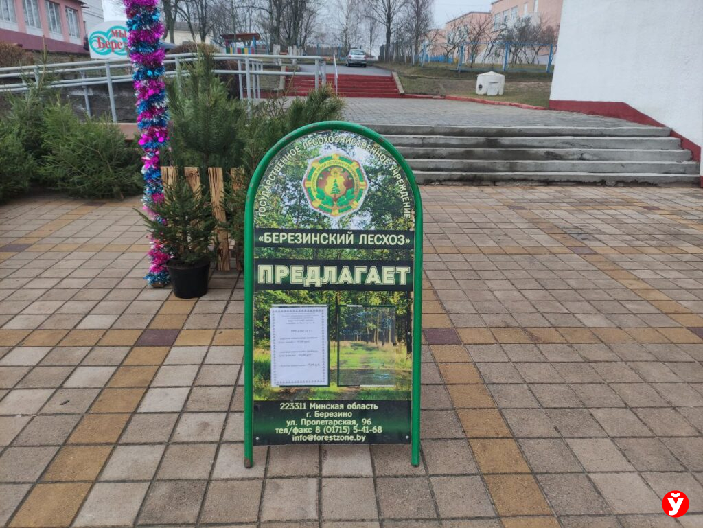Елки Березино
