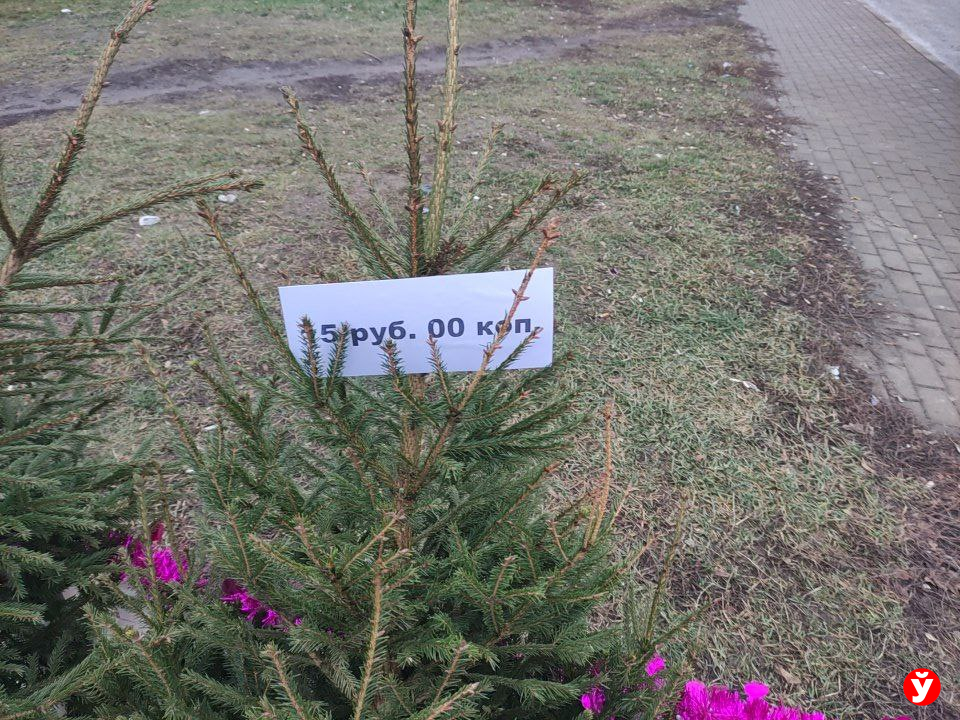 Елки Березино