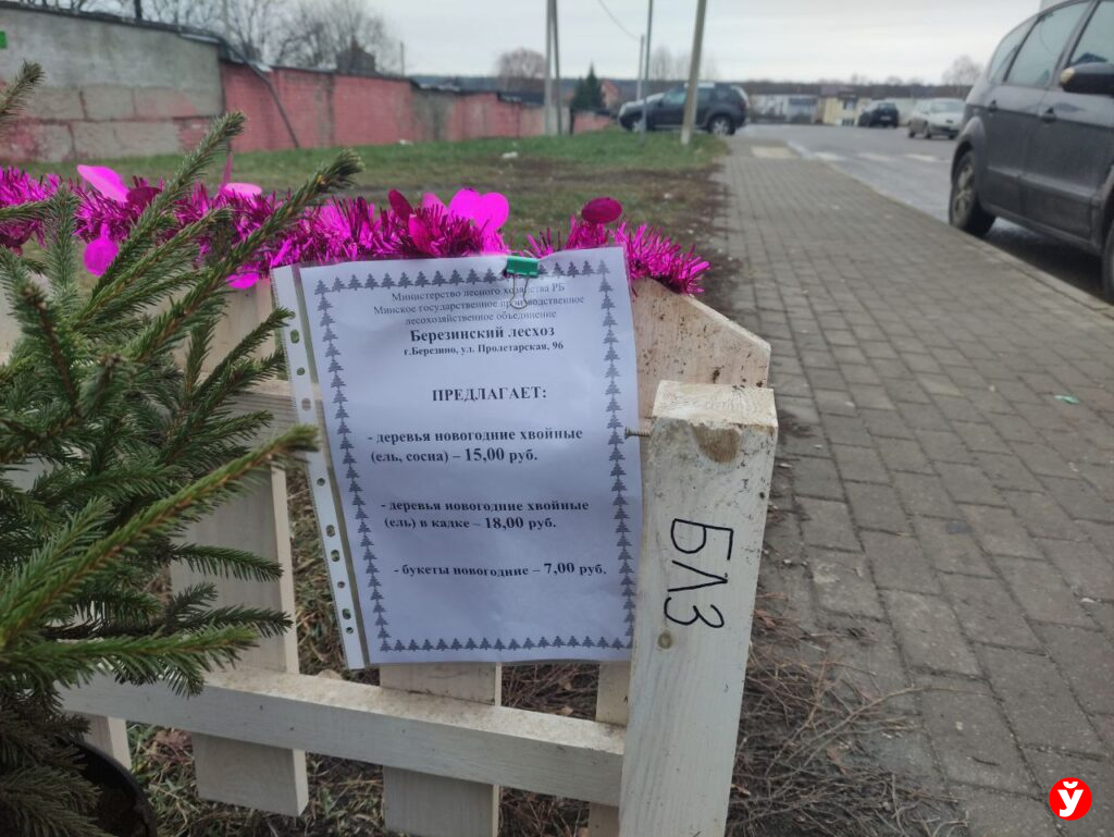 Елки Березино