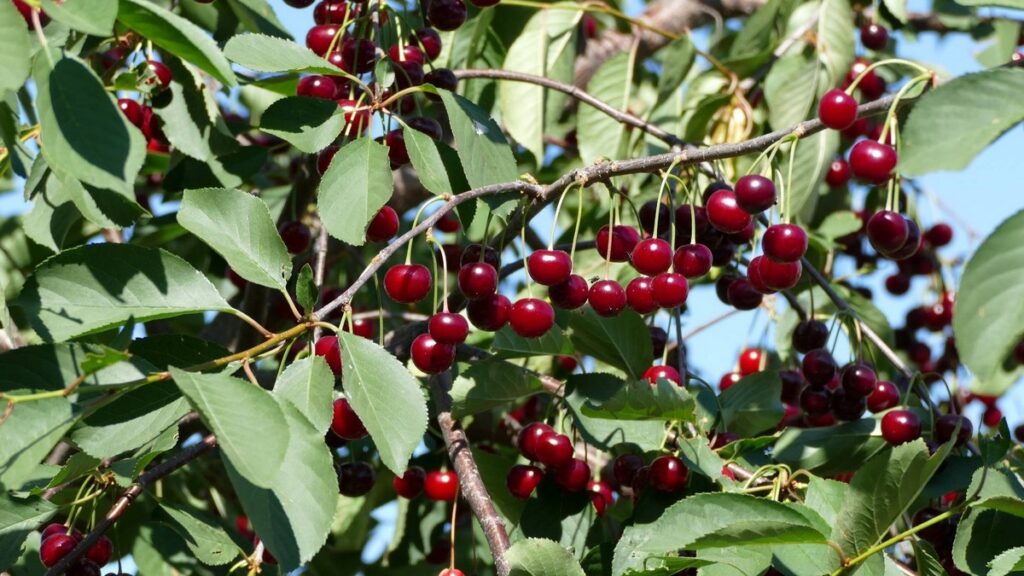 Правила посадки вишни: выбор места и правильный уход