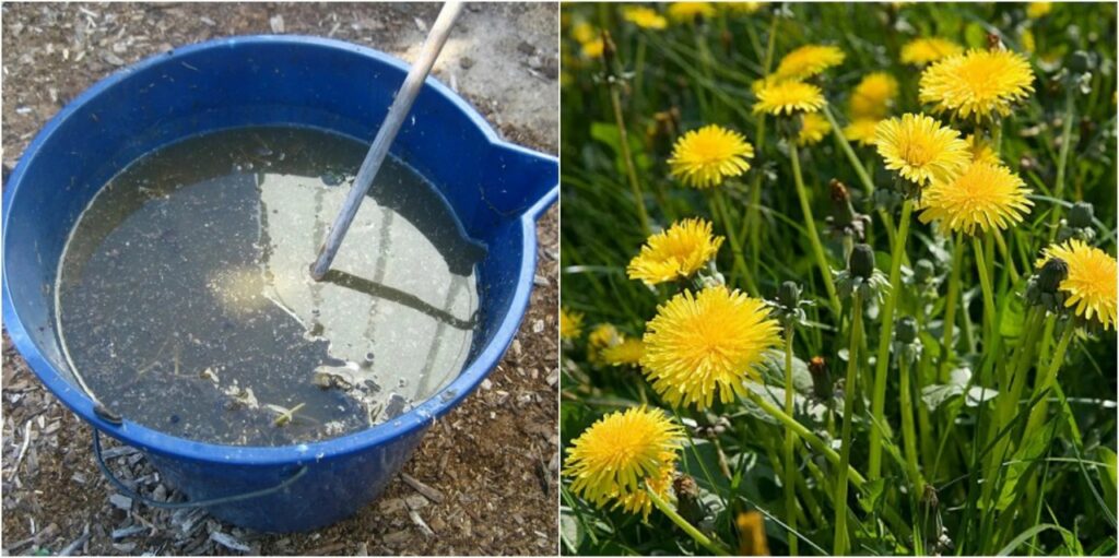 Одуванчики