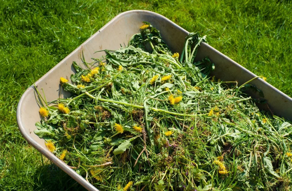 Одуванчики