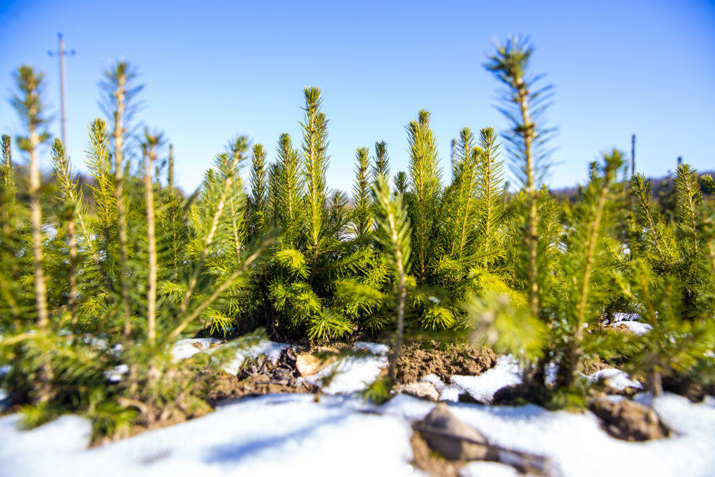 В Минлесхозе рассказали, какие акции по благоустройству леса пройдут в 2025 году