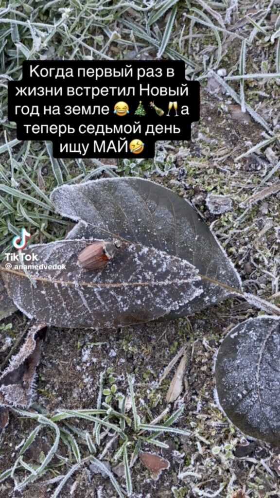 жук