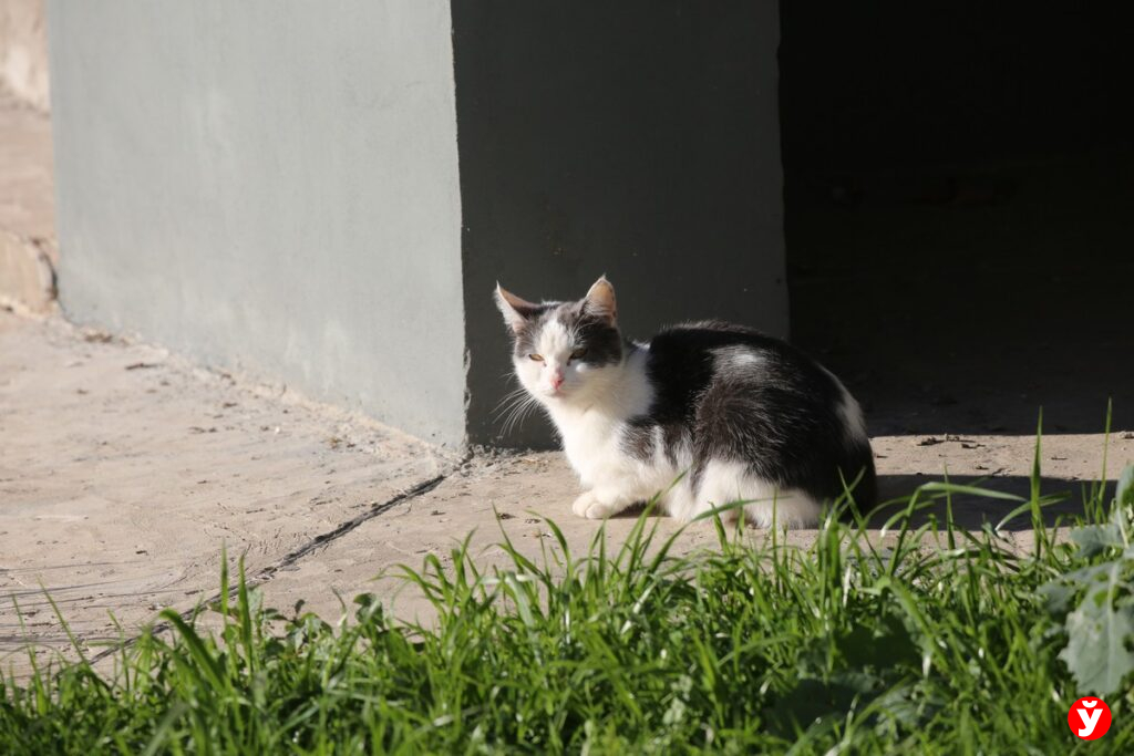 кот