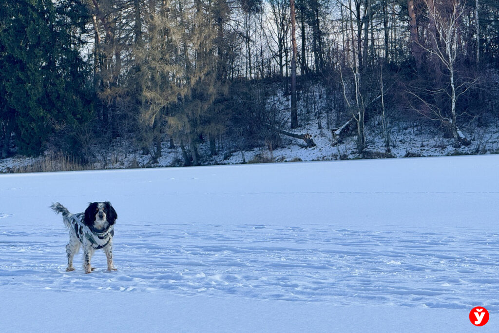 Копыль