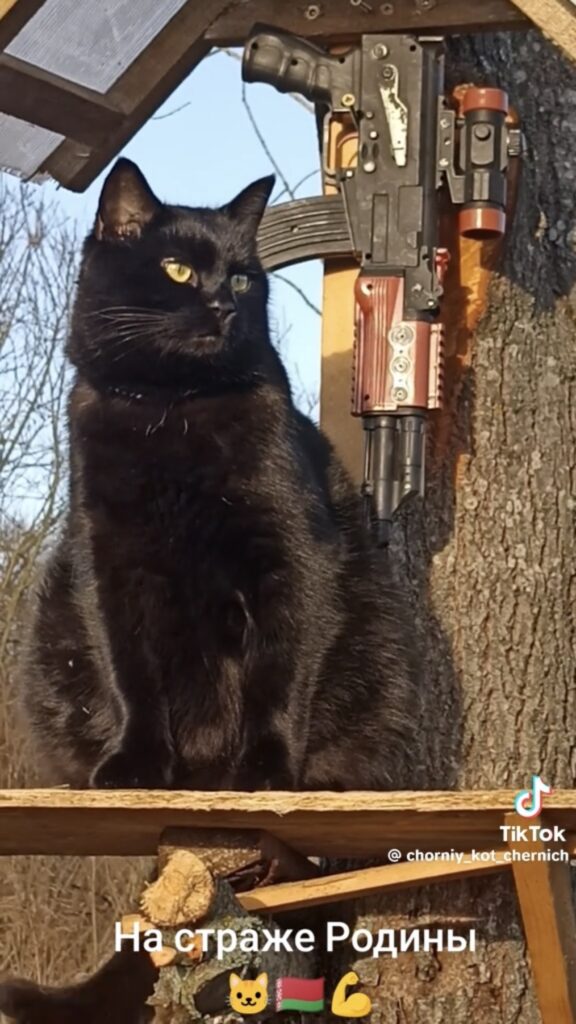 кот
