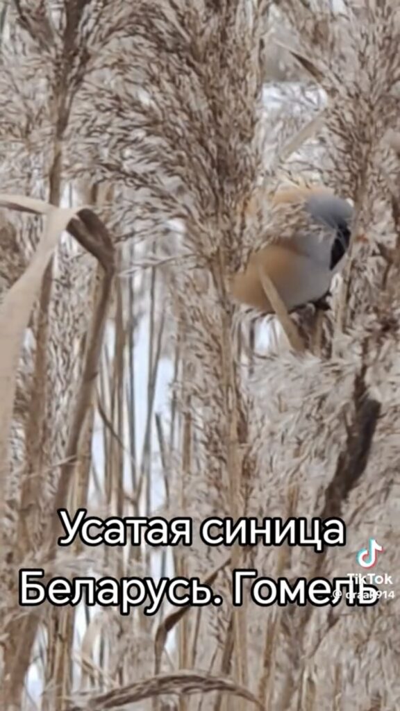 Гомель