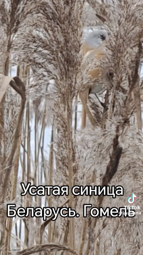 усатая синица
