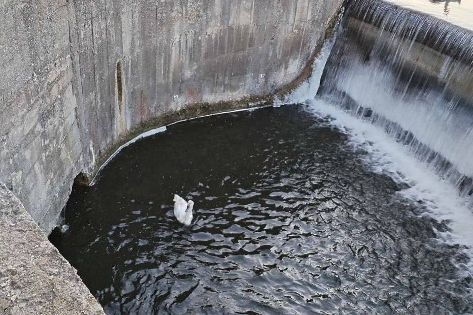 В Лиде лебедь упал в водосброс. Спасатели пришли на помощь