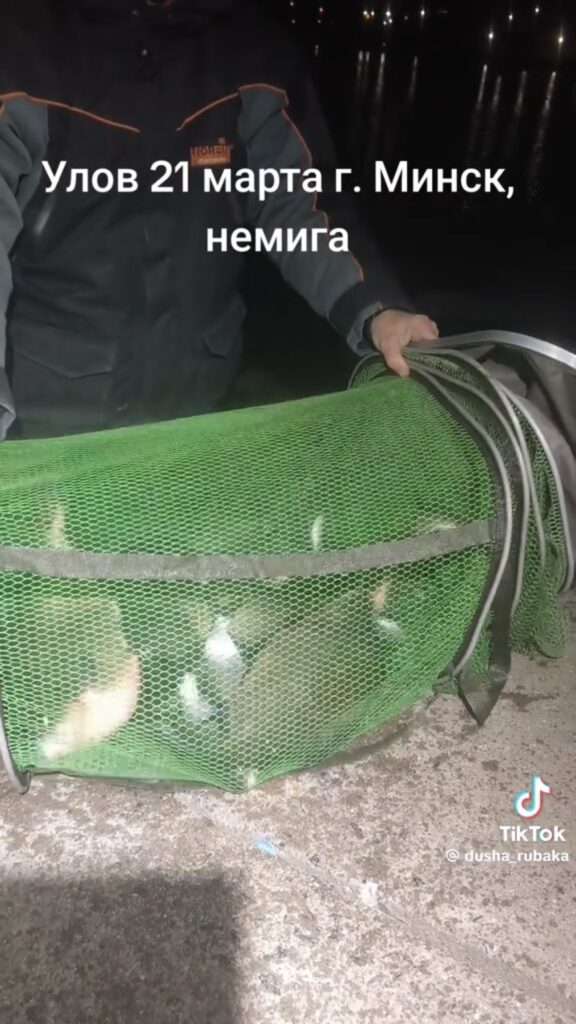 лещь